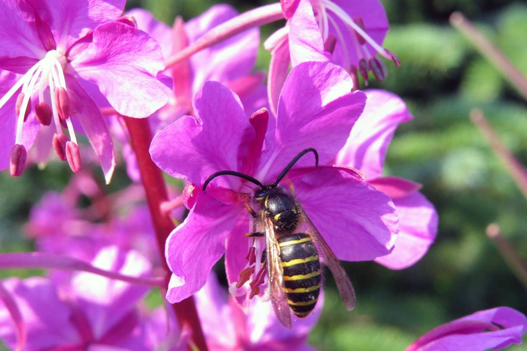 A wasp drinks from fireweek in the parking lot of Amalga Harbor, July 2018. (Courtesy Photo | Steve Hamilton)