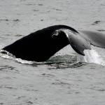 A humpback whale takes a dive in Berners Bay in May. (Courtesy Photo | Linda Shaw)