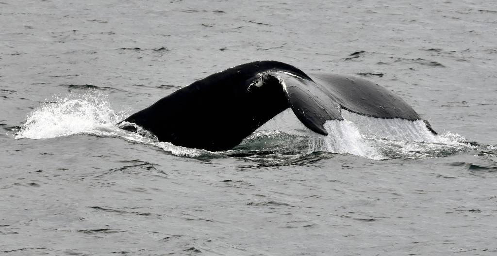 A humpback whale takes a dive in Berners Bay in May. (Courtesy Photo | Linda Shaw)