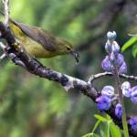 An orange-crowned warbler gets a nice snack on June 16. (Courtesy Phoot | Gina Vose)