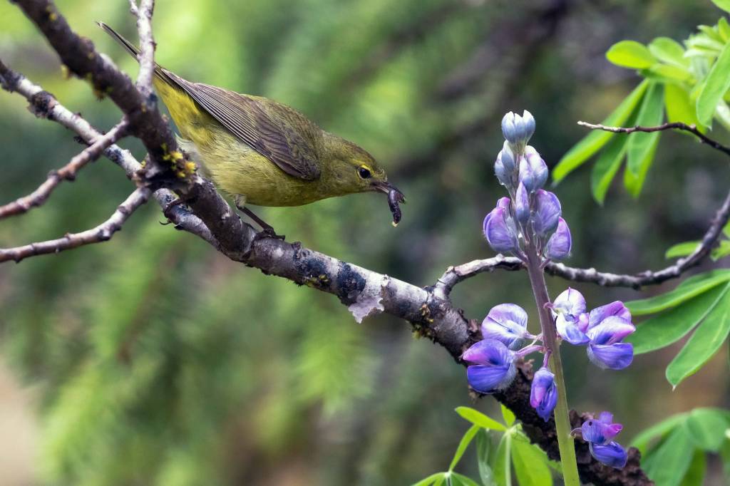 An orange-crowned warbler gets a nice snack on June 16. (Courtesy Phoot | Gina Vose)