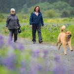 Surrounded by wildflowers, Kate McKelvey, left, and Mary Boas Hayes exercise Koa in the Mendenhall Wetlands State Game Refuge on Monday, June 3, 2019. (Michael Penn | Juneau Empire)