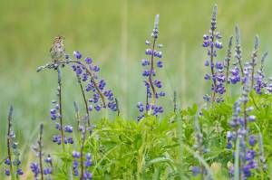 Pixie eyes, lupine and iris: Wildflowers bloom in Juneau