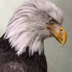 Lady Baltimore is a non-releasable American bald eagle kept by Juneau Raptor Center. A new shelter was build for the eagle at Mount Roberts Tramway, but permitting delays mean it is still empty. (Courtesy Photo | Kathy Benner)