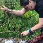 Vivian Mork Yéilk harvests devils club. (Vivian Faith Prescott | Capital City Weekly)