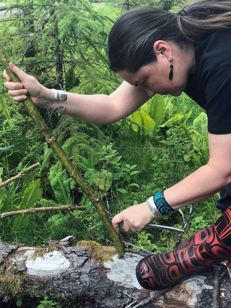 Vivian Mork Yéilk harvests devils club. (Vivian Faith Prescott | Capital City Weekly)