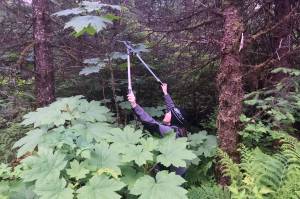 Vivian Mork Yéilk harvest devils club. (Vivian Faith Prescott | For the Capital City Weekly)