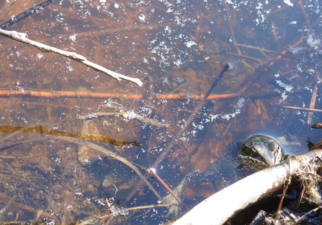 A sleepless walk under the midnight sun