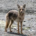 A coyote is seen on a beach near Excursion Inlet on June 8, 2019. The eye trauma may have been the result of a tangle with a porcupine, the photographer guessed. (Courtesy Photo | Jack Beedle)