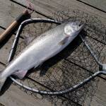 A freshly caught king salmon at the Wayside Park on Channel Drive on Thursday, June 20, 2019. (Michael Penn | Juneau Empire)