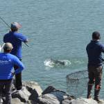 Felipe Ogoy works a king salmon to shore as Arnil Timtim readies a net at the Wayside Park on Channel Drive on Thursday, June 20, 2019. (Michael Penn | Juneau Empire)