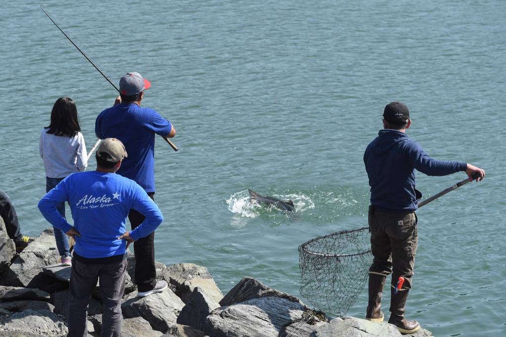 Felipe Ogoy works a king salmon to shore as Arnil Timtim readies a net at the Wayside Park on Channel Drive on Thursday, June 20, 2019. (Michael Penn | Juneau Empire)