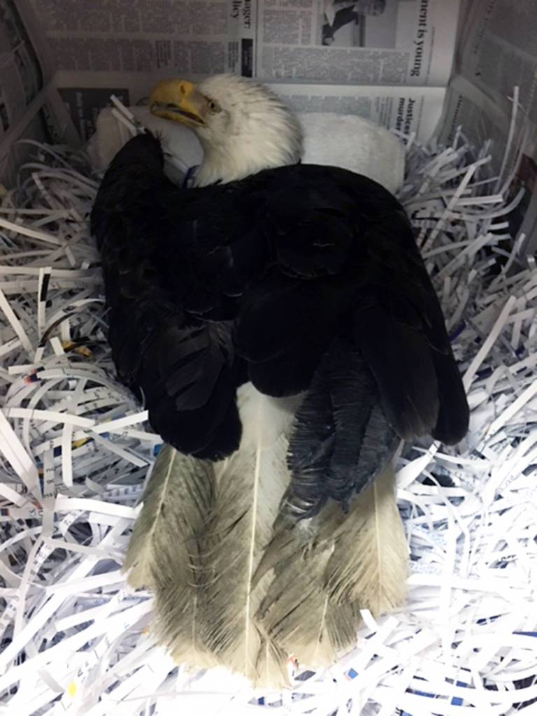 Juneau father, son and dog helped save injured eagle