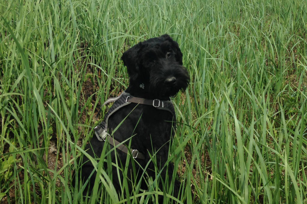 Elliot, a 2-year-old Giant Schnauzer, who alerted his owner to rescue an impaired bald eagle on Tuesday night. (Courtesy Photo | Ian Martin)
