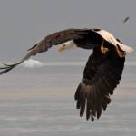 A bald eagle flies off an iceberg during a tour to Tracy Arm Fjord on Saturday, July 6, 2019. (Courtesy Photo | Tobias Kauffmann)