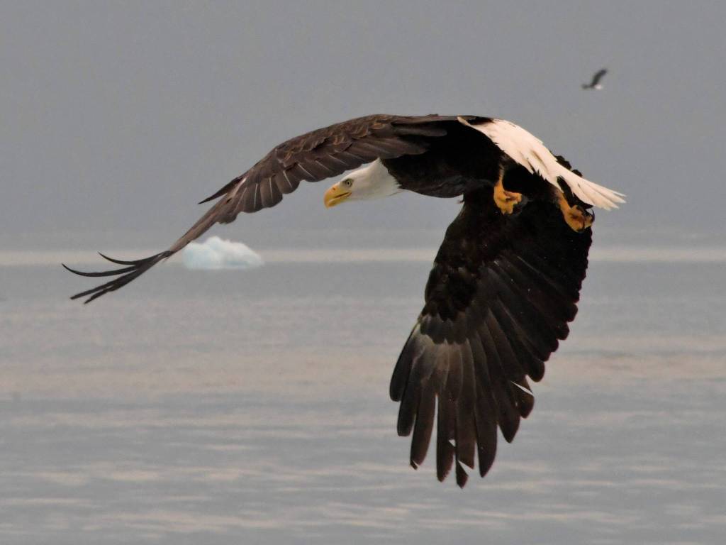 A bald eagle flies off an iceberg during a tour to Tracy Arm Fjord on Saturday, July 6, 2019. (Courtesy Photo | Tobias Kauffmann)