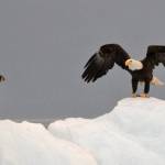A juvenile bald eagle watches the iceberg landing of a grown adult during a tour to Tracy Arm Fjord on July 6, 2019. (Courtesy Photo | Tobias Kauffmann)