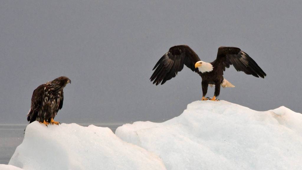 A juvenile bald eagle watches the iceberg landing of a grown adult during a tour to Tracy Arm Fjord on July 6, 2019. (Courtesy Photo | Tobias Kauffmann)