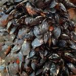 Mussels rest on a dock pole at the Don D. Statter Harbor boat ramp in Auke Bay on July 5, 2019. (Courtesy Photo | Cathy Squires)