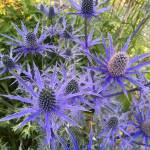 Sea holly in bloom in a Juneau garden on July 11, 2019. (Courtesy Photo | Paul Dick)
