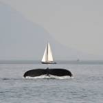 A humpback whale dives during a Harv and Marvs whale watching cruise on Friday, July 5, 2019. (Courtesy Photo | Tobias Kauffmann)