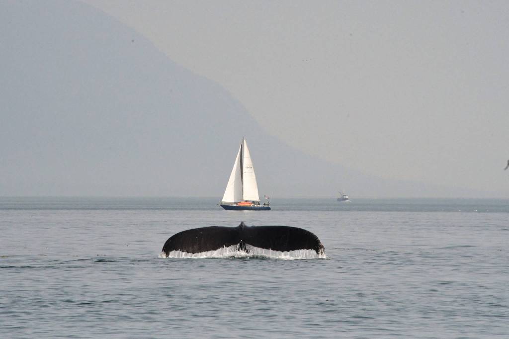 A humpback whale dives during a Harv and Marvs whale watching cruise on Friday, July 5, 2019. (Courtesy Photo | Tobias Kauffmann)
