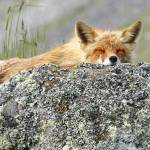 A red fox gets in some last minutes of sleep during the early morning hours on Round Island in Bristol Bay on June 28, 2019. (Courtesy Photo | Linda Shaw)