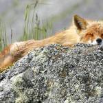 Wild Shots: Photos of Mother Nature in Alaska