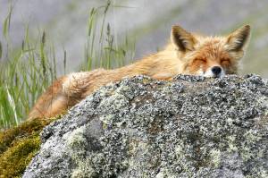 Wild Shots: Photos of Mother Nature in Alaska