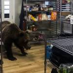 Brown bear scare: Hungry bear walks into lodge, has to be put down