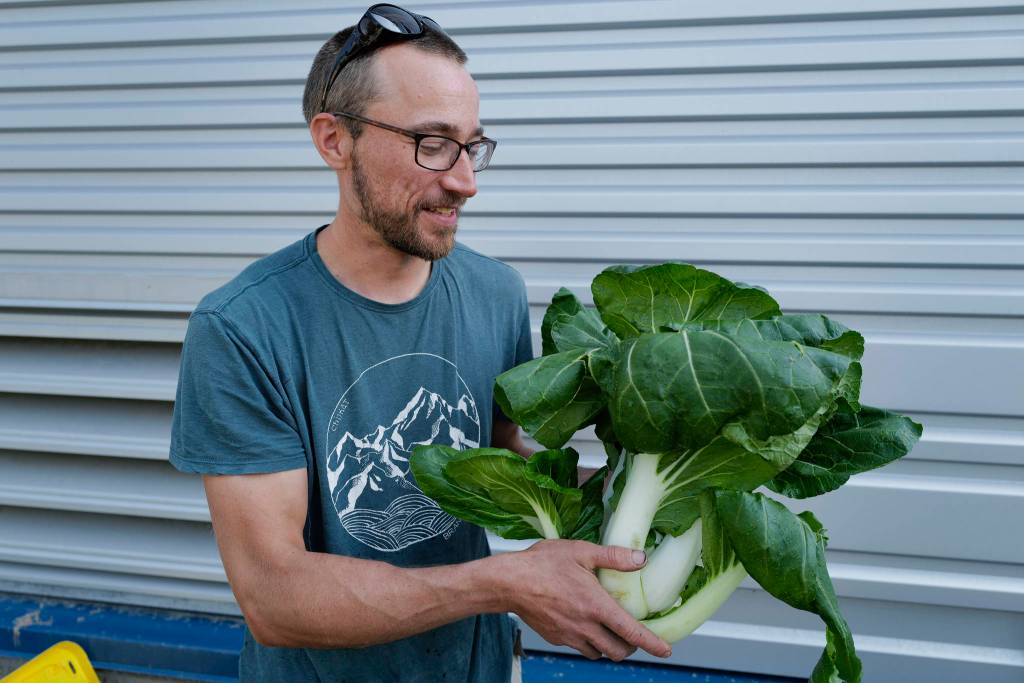 Master gardener Joel Bos holds bok choy grown with support from the Farm to School program at Harborview Elementary School on Wednesday, June 26, 2019. (Michael Penn | Juneau Empire)