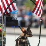 Juneau Fourth of July Parade on Thursday, July 4, 2019. (Michael Penn | Juneau Empire)