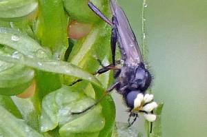 Frogs, bugs and bees: A portrait of wildlife in Juneau right now