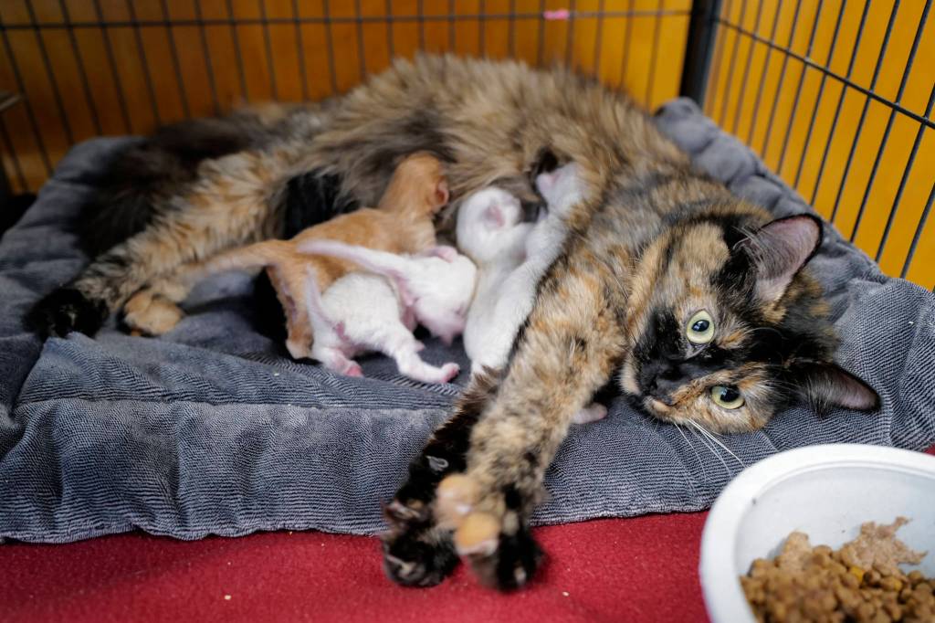 A mother cat feeds her day-old kittens at the Juneau Animal Rescue on Tuesday, July 2, 2019. (Michael Penn | Juneau Empire)