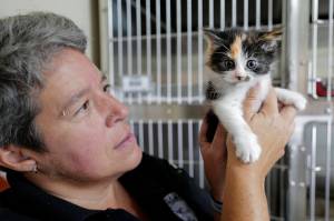 Help needed right meow: Hoarding cases leave local animal shelter at ‘cat-pacity’
