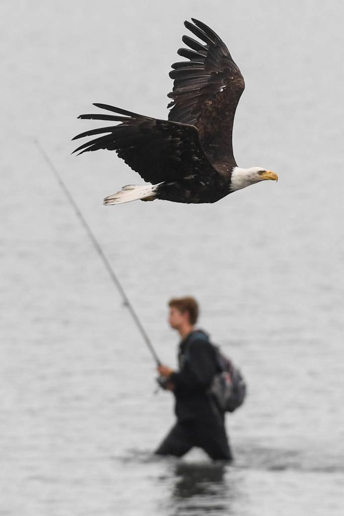 Bald eagles and fishermen take advantage of returning salmon to the Macaulay Salmon Hatchery on Tuesday, July 9, 2019. (Michael Penn | Juneau Empire)