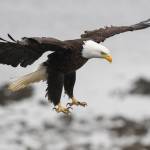 Bald eagles take advantage of returning salmon to the Macaulay Salmon Hatchery on Tuesday, July 9, 2019. (Michael Penn | Juneau Empire)