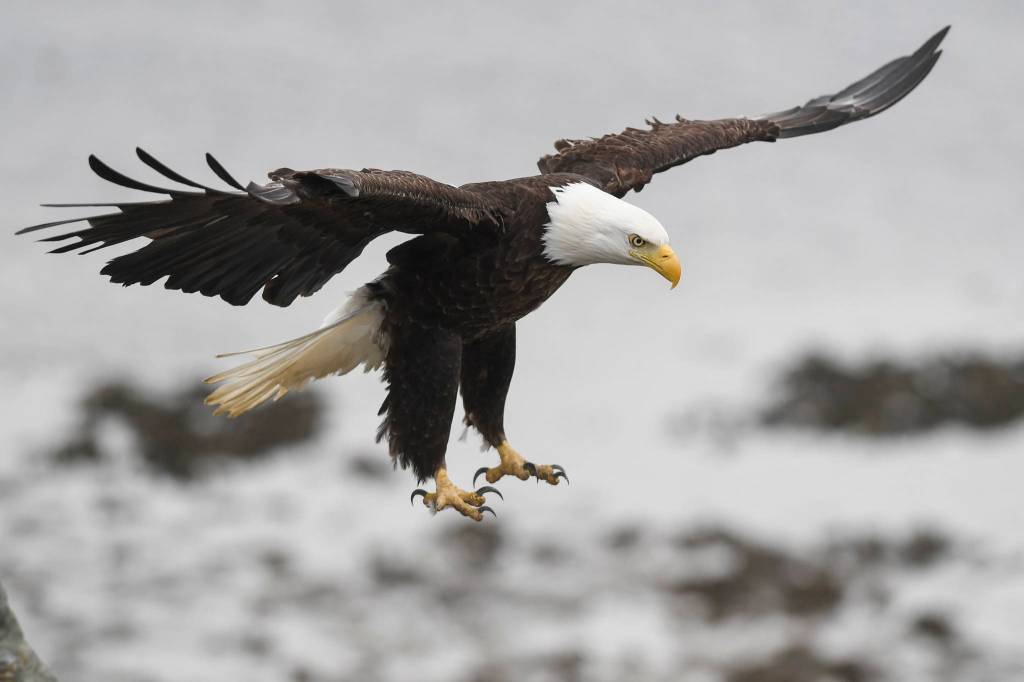 Bald eagles take advantage of returning salmon to the Macaulay Salmon Hatchery on Tuesday, July 9, 2019. (Michael Penn | Juneau Empire)