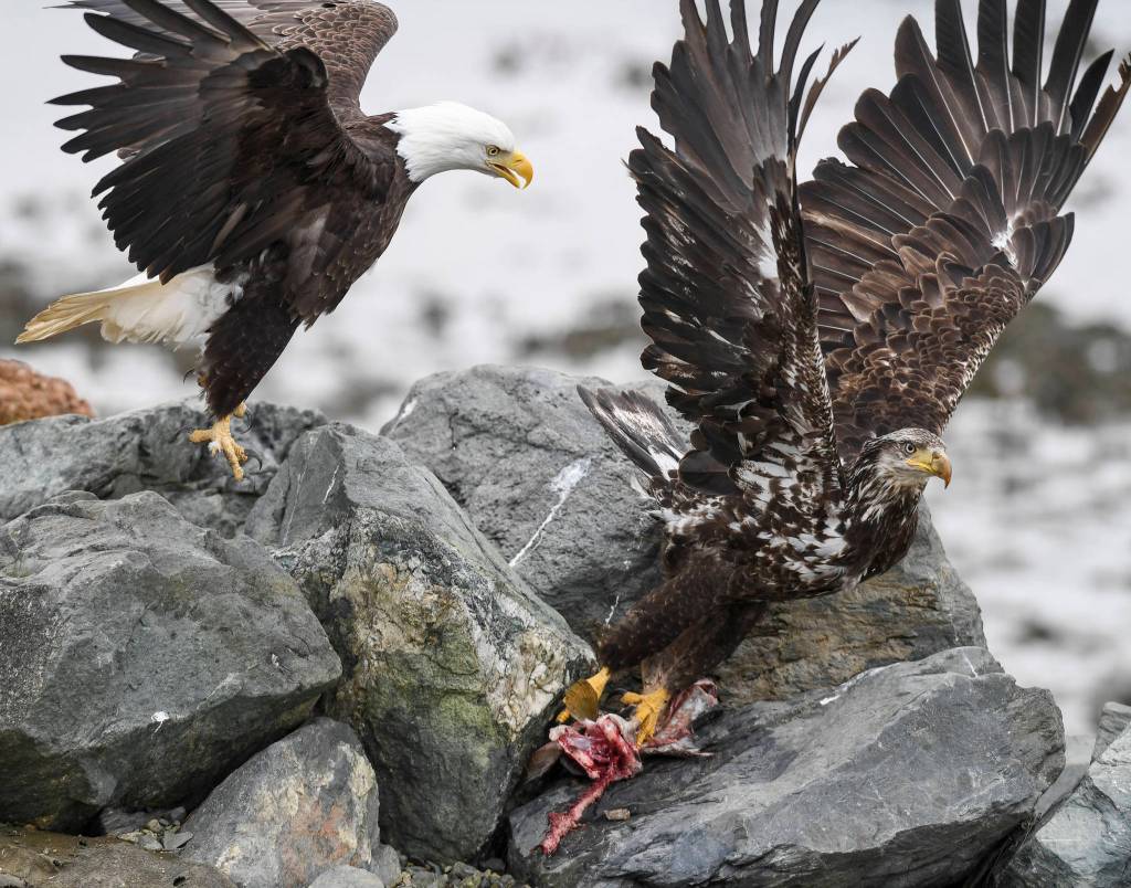 Bald eagles fight as they take advantage of returning salmon to the Macaulay Salmon Hatchery on Tuesday, July 9, 2019. (Michael Penn | Juneau Empire)