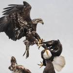 PHOTOS: Bald eagles feast near DIPAC