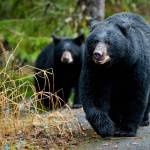 A black bear sow and her cub walk along the Trail of Time at the Mendenhall Glacier Visitor Center in 2014. The pair had just finished eating a freshly caught coho salmon from Steep Creek and moved into the forest in search of ground cones. (Michael Penn | Juneau Empire File)