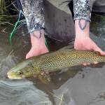The author is playing the role of traveling angler, trying to get the best of what Wyoming has to offer, while others head to Alaska for the fish of a lifetime. (Courtesy photo | Jeff Lund)