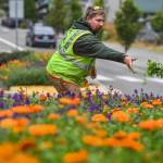 Will Nicholls, of the citys landscaping division, deadheads flowers and pulls weeds from a Main Street median on Friday, July 12, 2019. (Michael Penn | Juneau Empire)