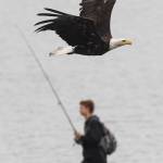 Bald eagles and fishermen take advantage of returning salmon to the Macaulay Salmon Hatchery on Tuesday, July 9, 2019. (Michael Penn | Juneau Empire)