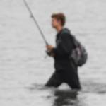 Record warm water blamed for salmon deaths