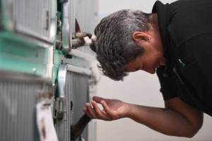 Opinion: Killing cats at shelter due to overcrowding is murder