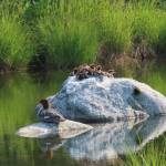 A merganser hen and ducklings hang out together near the Mendenhall Glacier on July 7, 2019. (Courtesy Photo | Steven Hamilton)