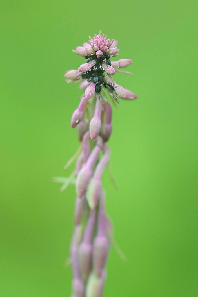 Small black bugs crowd into the tip of a fireweed blossom near 5th and Main Streets on Friday, July 12, 2019. (Michael Penn | Juneau Empire)
