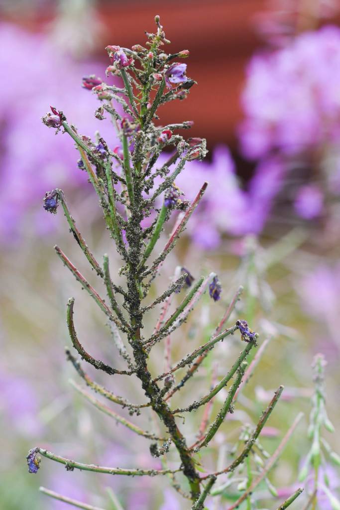 Fireweed infested with small bugs near 5th and Franklin Streets on Friday, July 12, 2019. (Michael Penn | Juneau Empire)