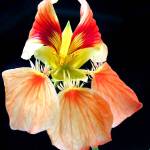 A multi-colored nasturtium flower blooming in late July. (Courtesy Photo | Linda Shaw)